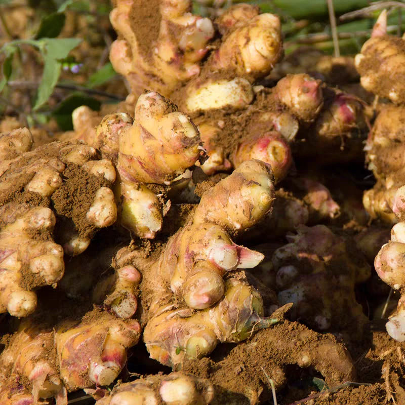 湖北襄阳小黄姜新鲜现挖香味浓郁生姜