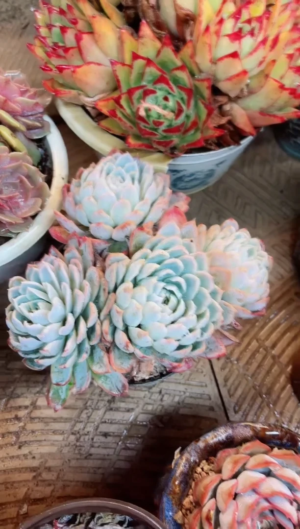 【闪购商品】09048