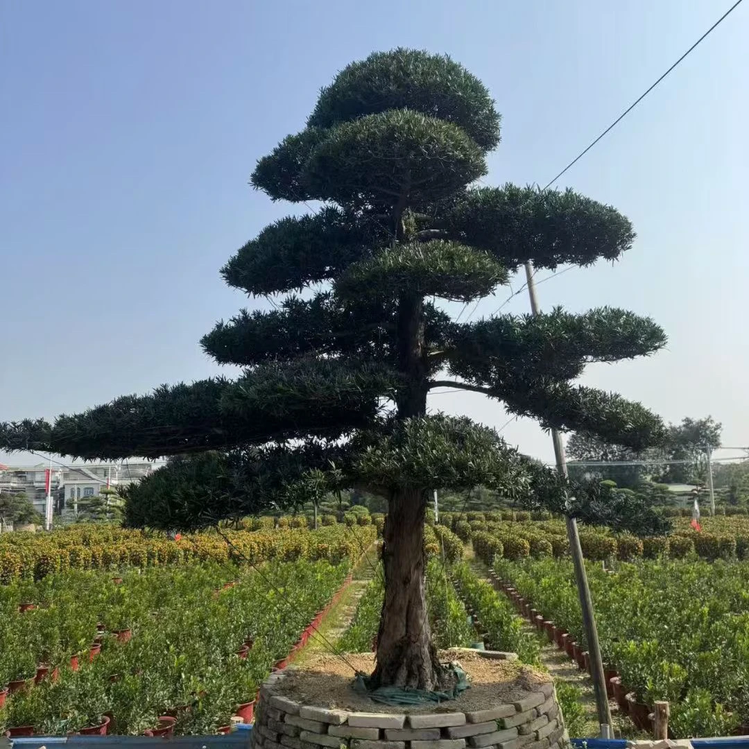 精品造型罗汉松适合庭院别墅绿化