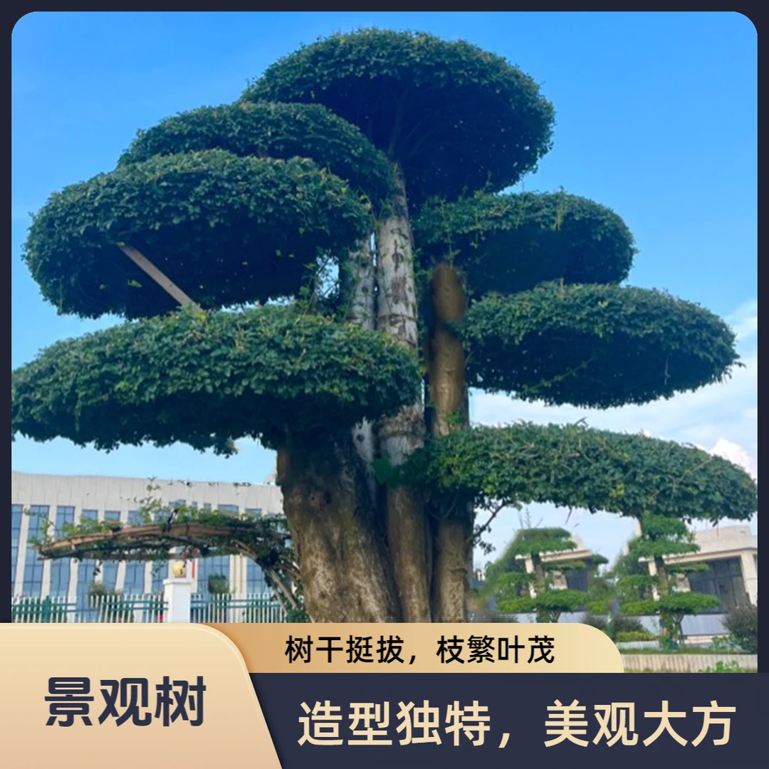 【精品景观树】四季景观树适合南北方栽种零下15度能存活室外栽种