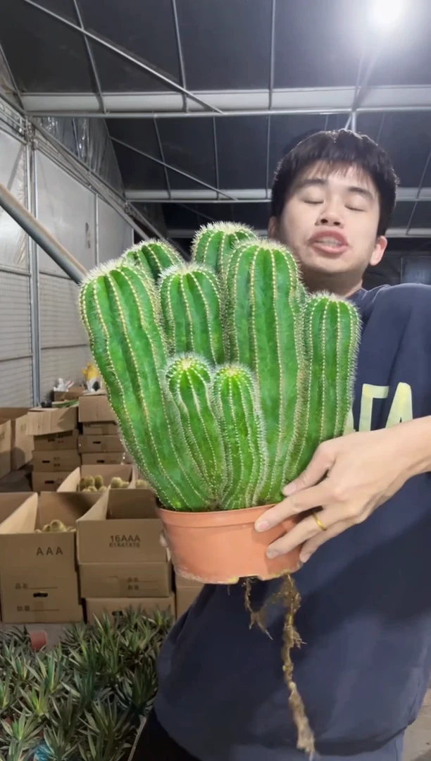 【闪购商品】银冠群生 18-20cm