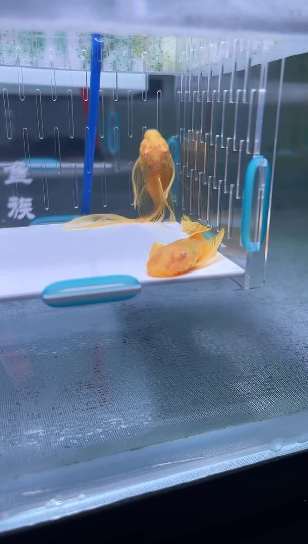 清道夫一对大帆不包入缸损60