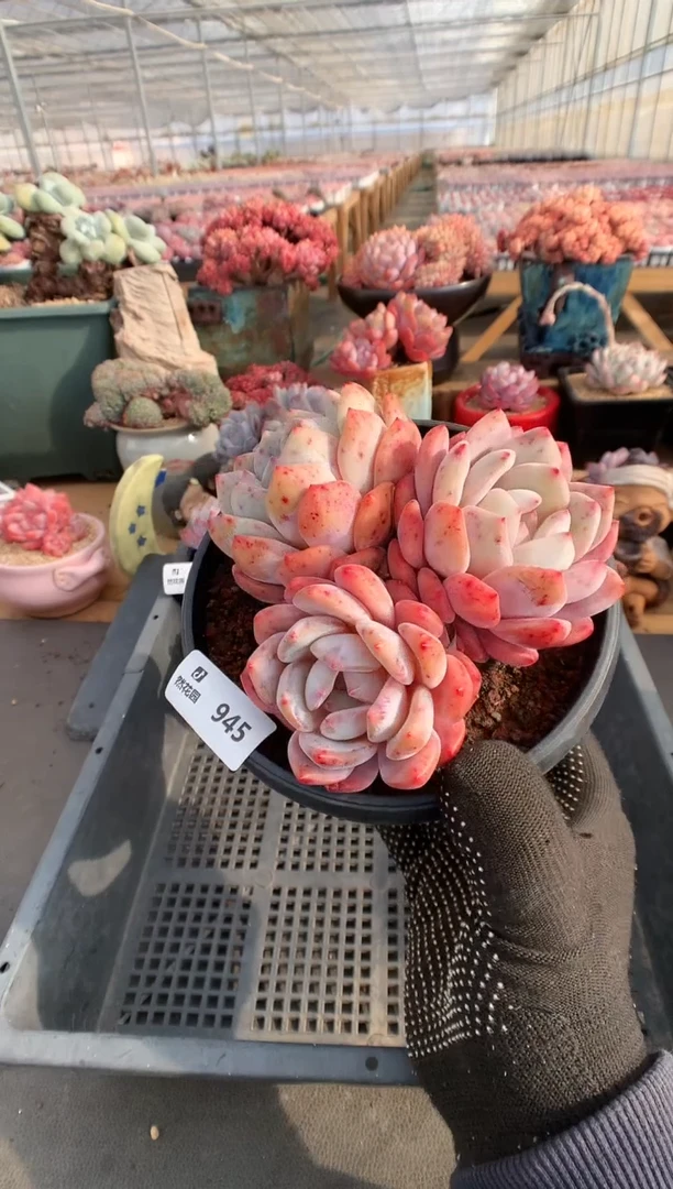 【闪购商品】945梦露一物一拍