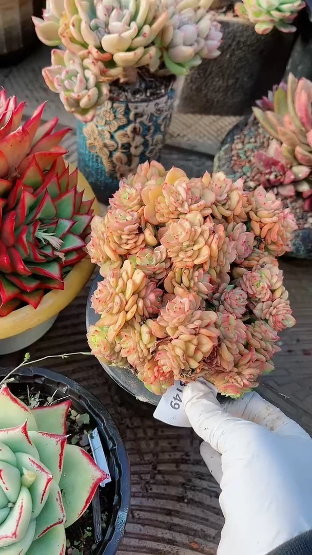 【闪购商品】18149