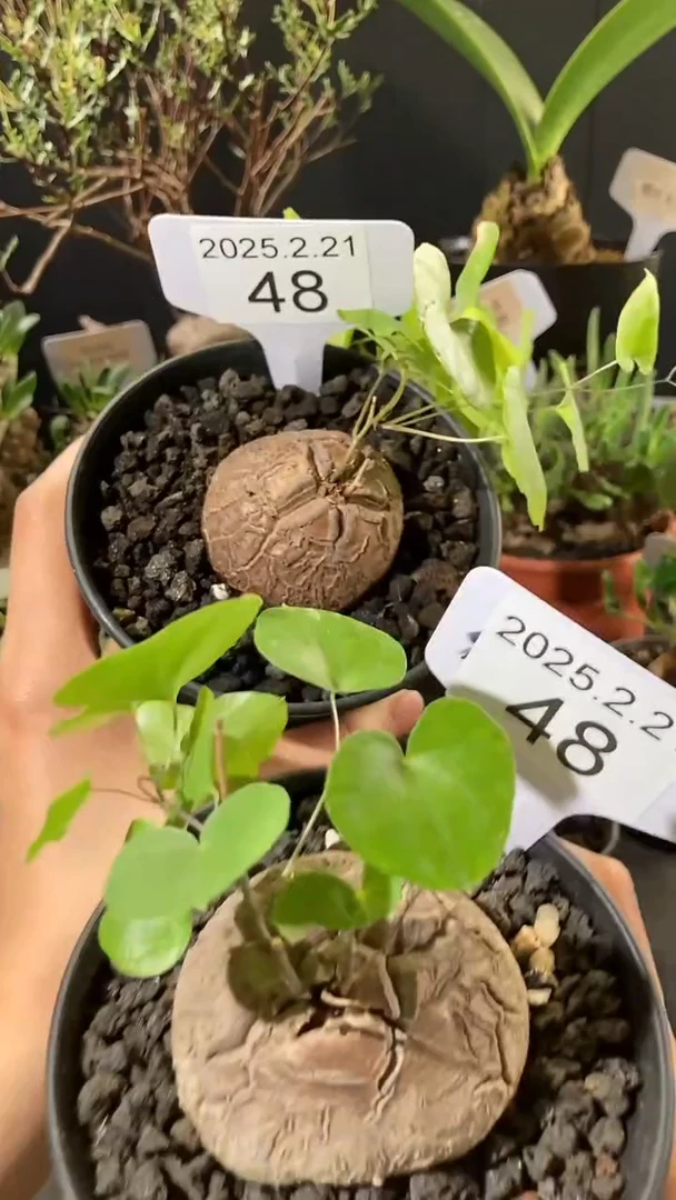 【闪购商品】南非龟甲龙2.21.48