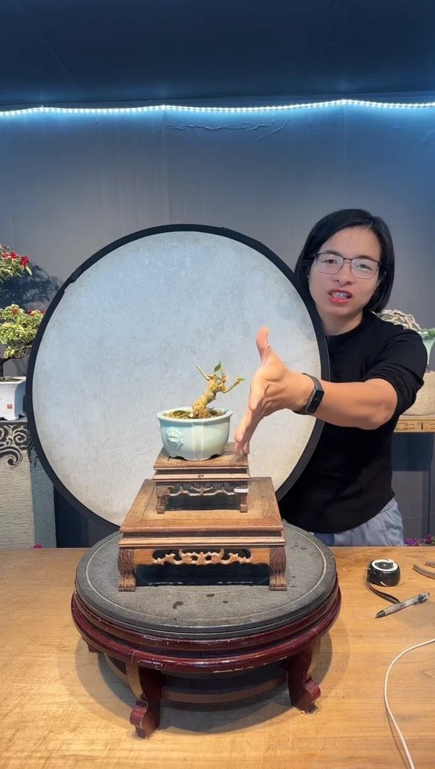 p****8三角梅同安红