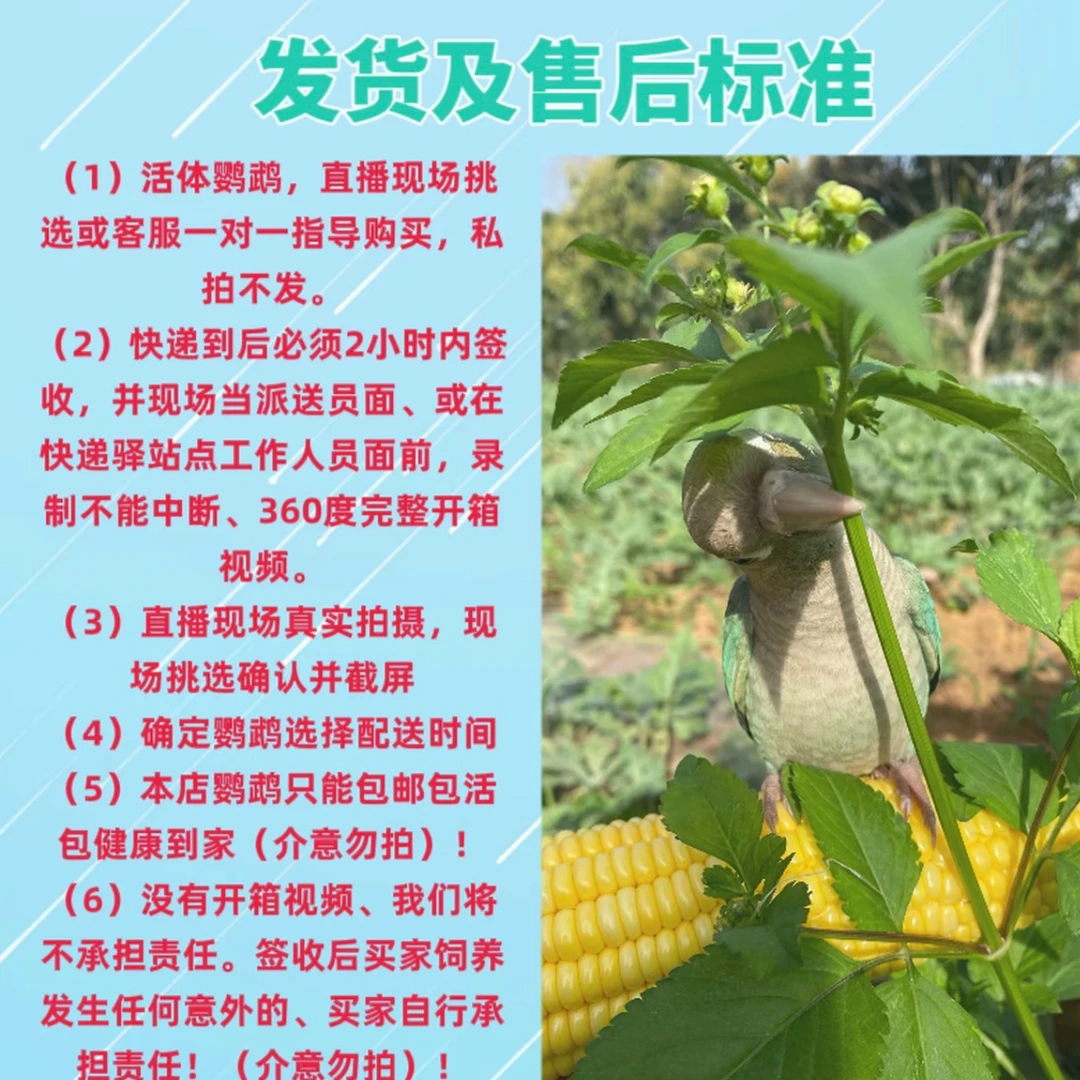 1号一物一拍收养粘人鹦鹉  达人