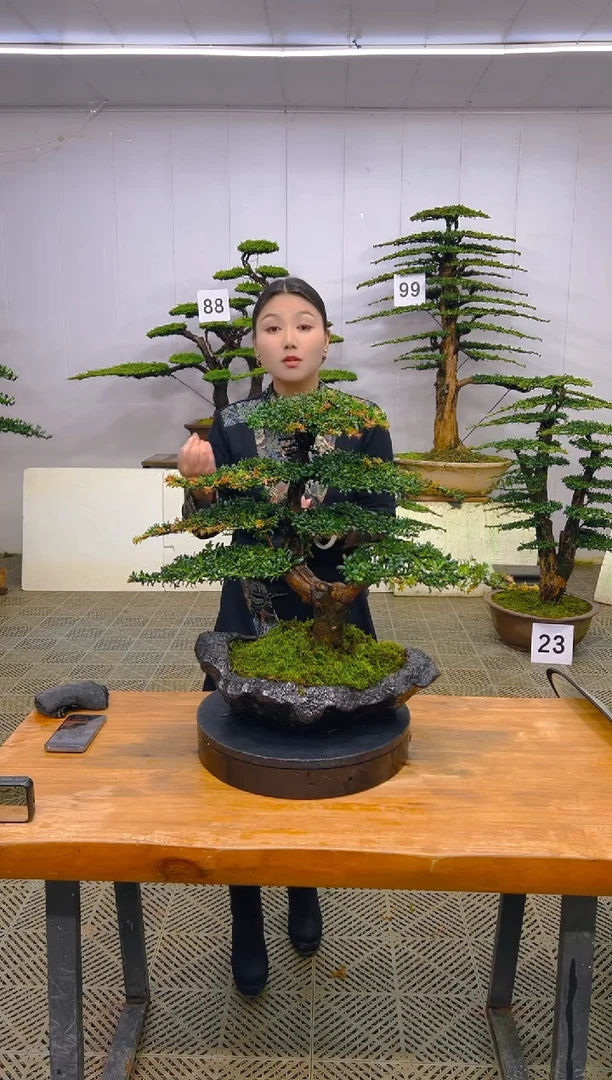 无花朵一物一拍一物一拍