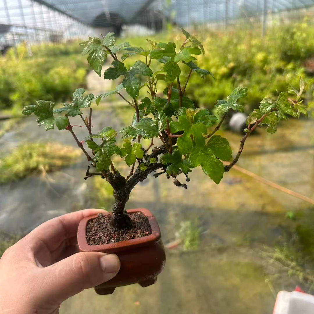 原生老桩姬琉璃小盆景