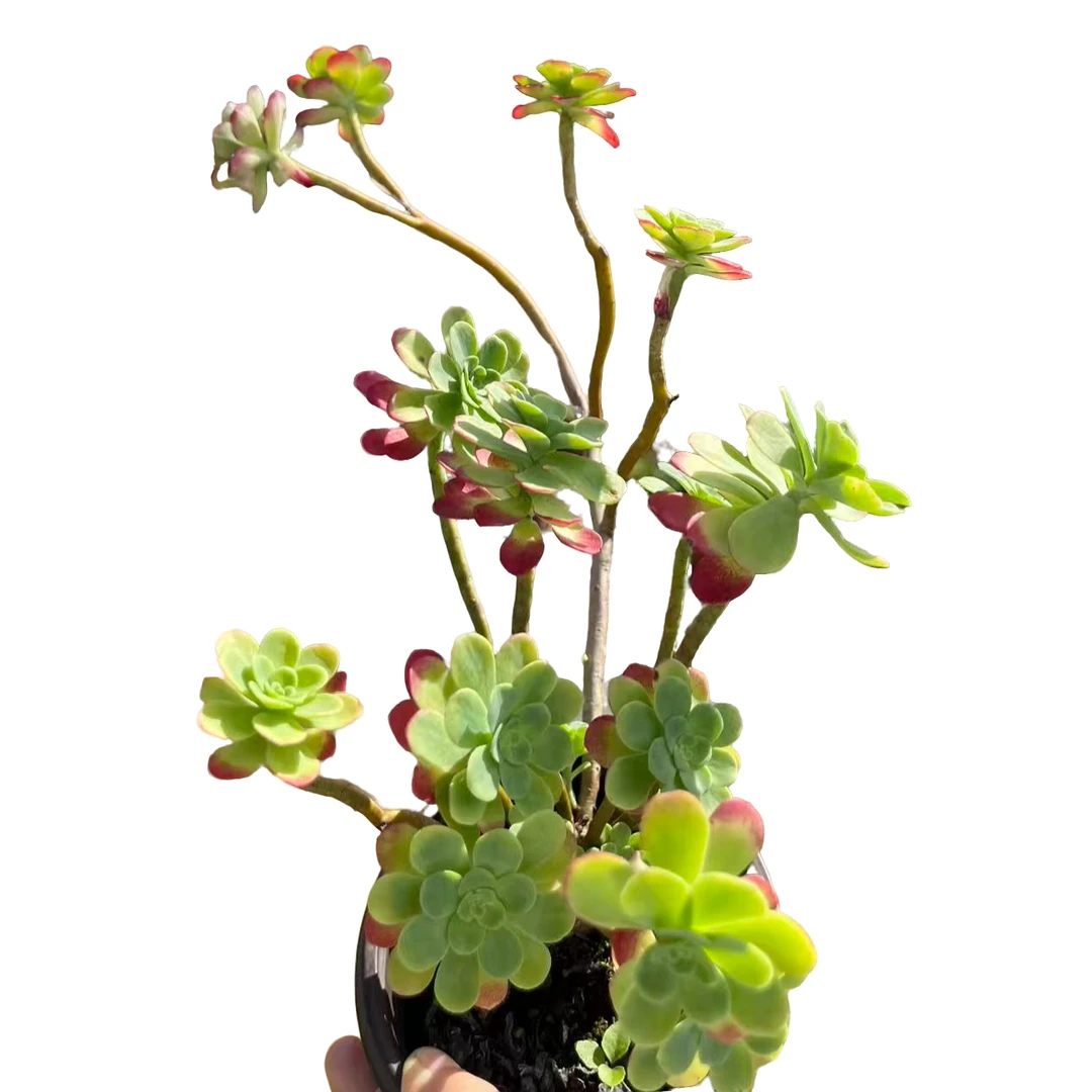 薄化妆2盆脱土多肉植物室内绿植净化空气