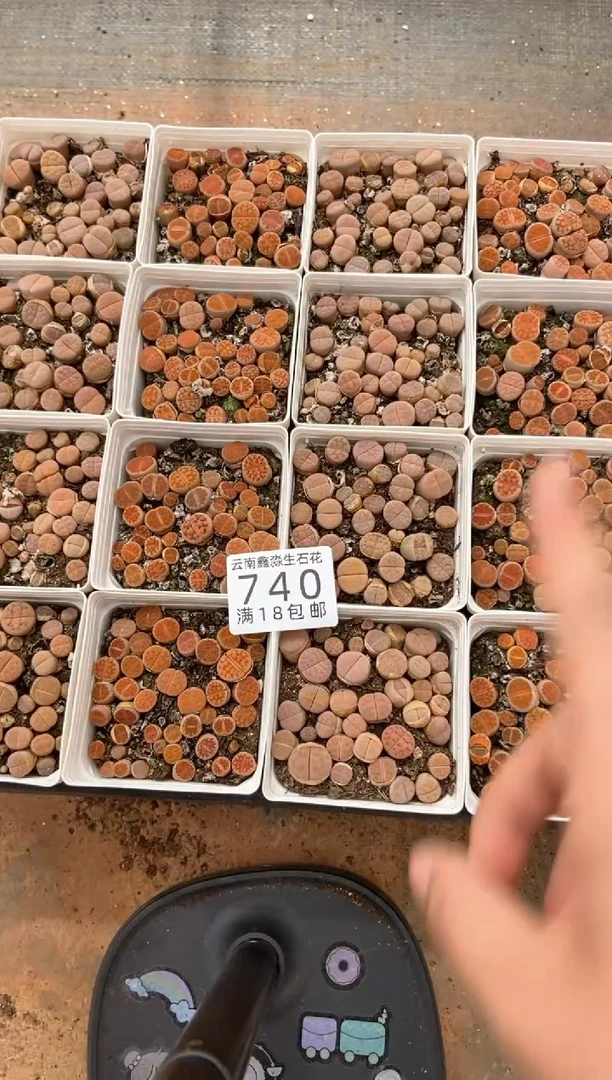 740特价冰橙美勋拼有瑕疵发货2盒量拍