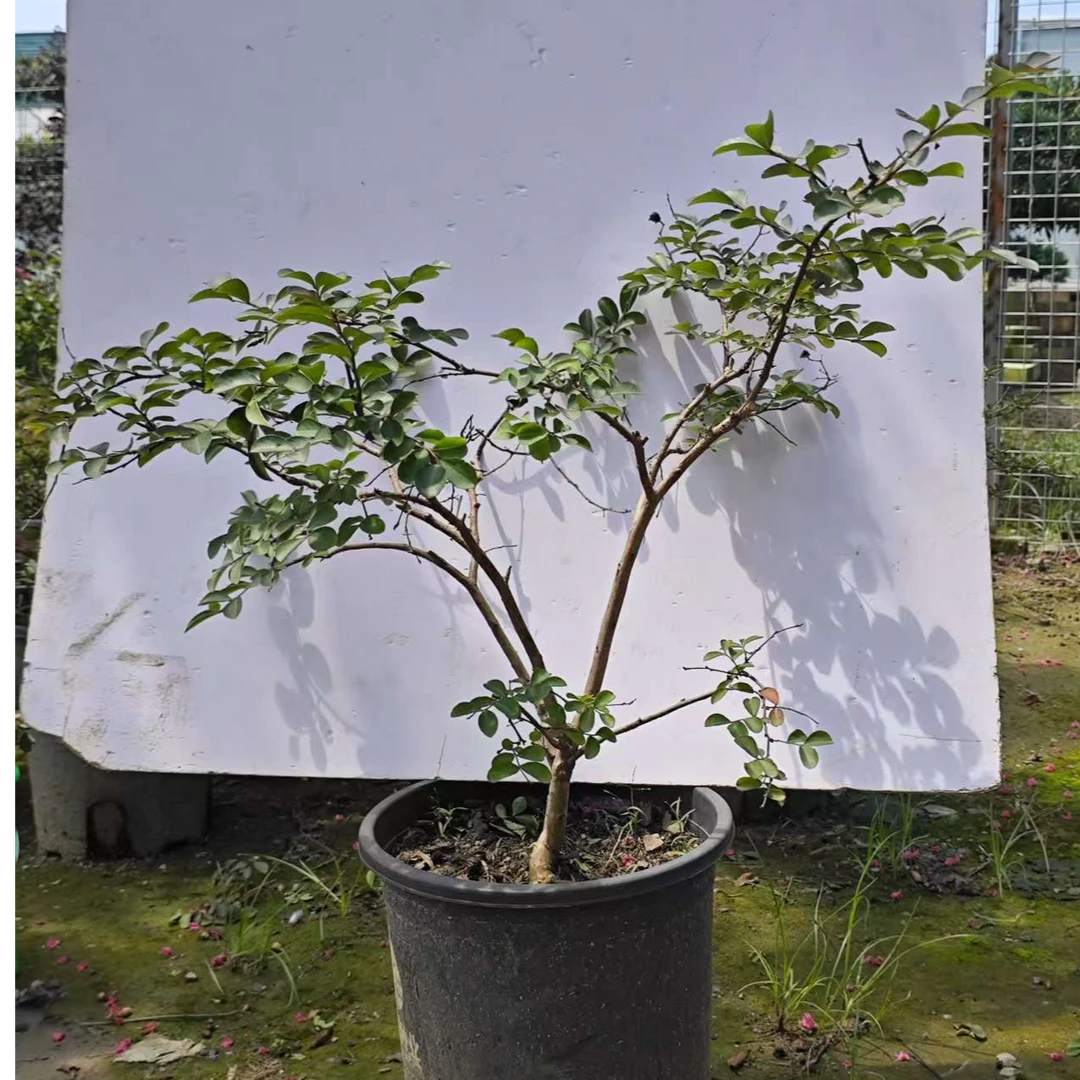 艳贵妃紫薇小盆景