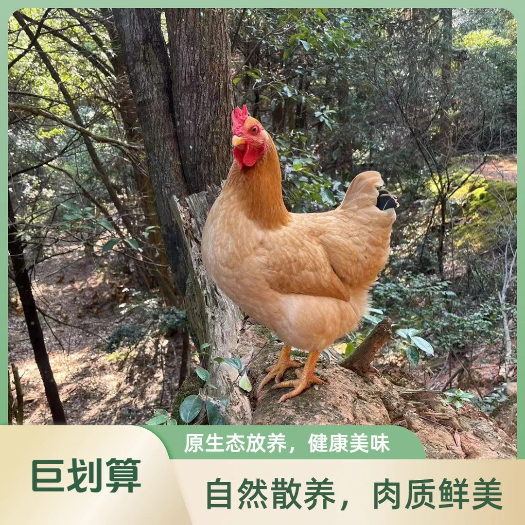 【生态散养小母鸡3只】食安放心深山散养河田母鸡净重1.8-2.5斤