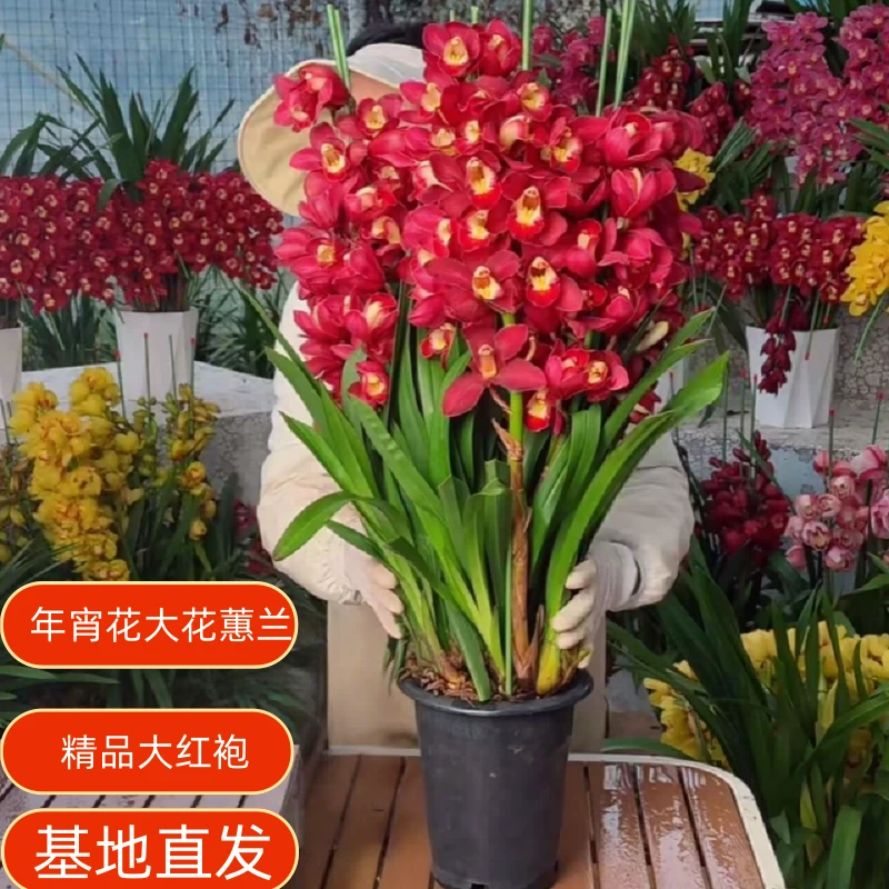 年宵花大花蕙兰盆栽带花苞耐寒耐热好养观花植物办公室客厅大红袍