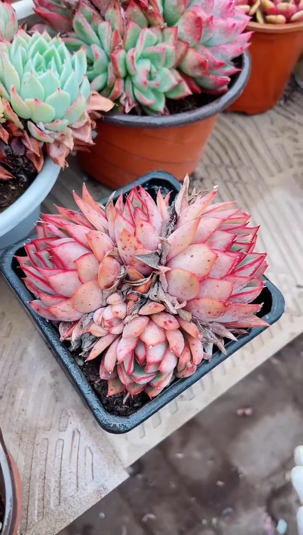 【闪购商品】08188