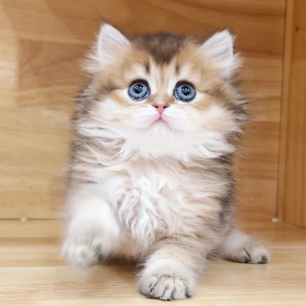 来了姊妹-金渐层英长猫-弟弟-44