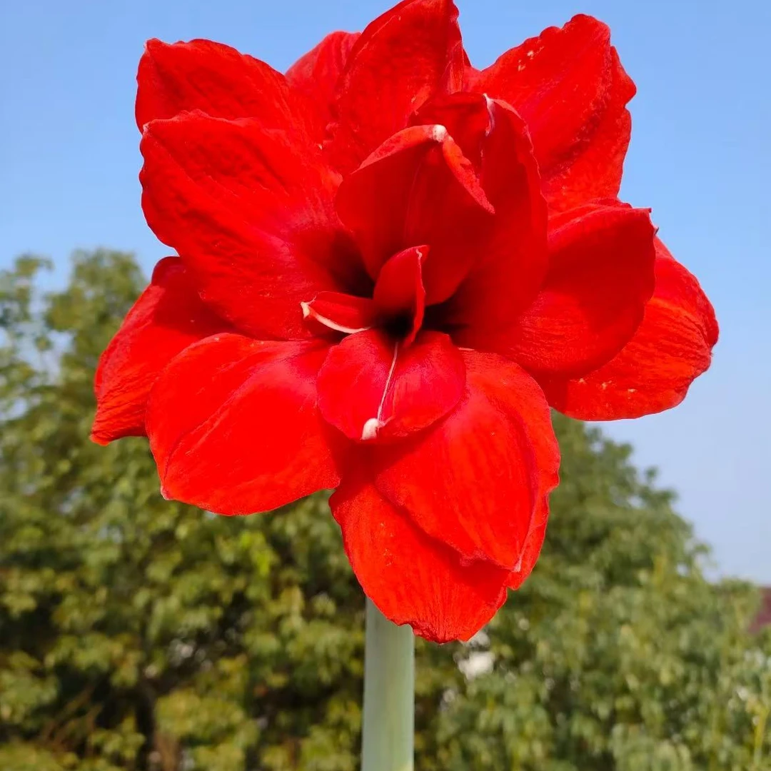 直播专属【双王】朱顶红种球重瓣中国红7+球王