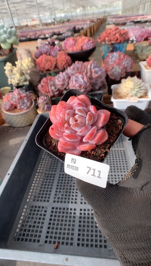 711雪天使多肉一物一拍