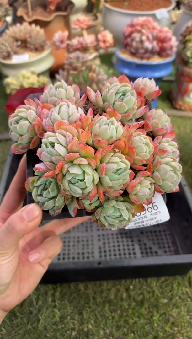 【闪购商品】08966