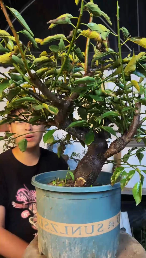 当前无花朵，栽培后可花朵绿梅原生