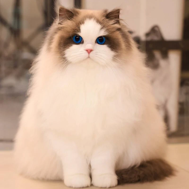 【宠悦布偶猫】活体猫咪