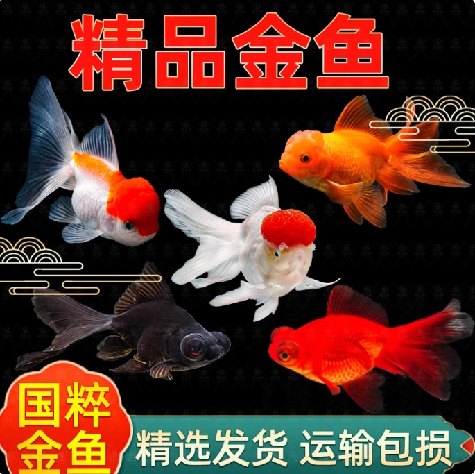金鱼活鱼观赏鱼活体小金鱼冷水好养耐活金鱼苗淡水鱼金鱼观赏鱼