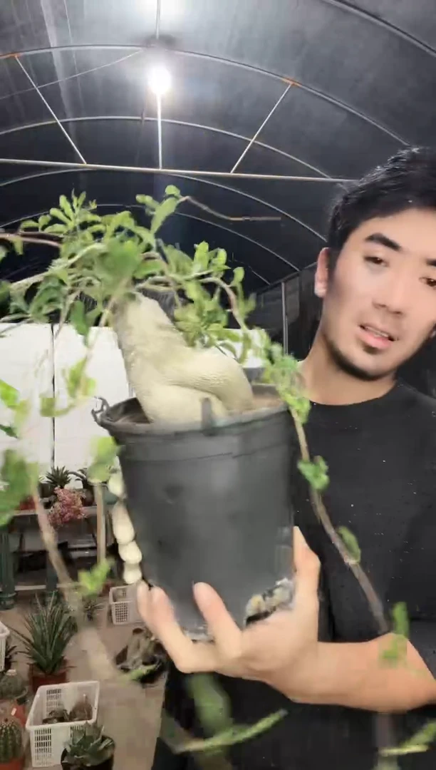 【闪购商品】火星人111