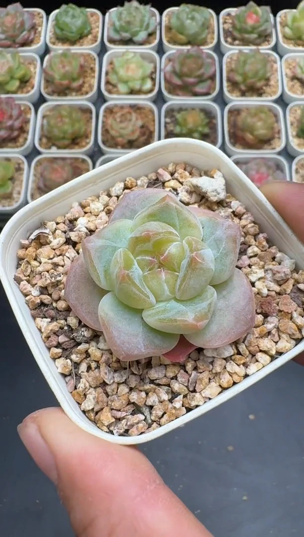 207G云禹多肉植物 脱土纸巾打包 3颗包邮