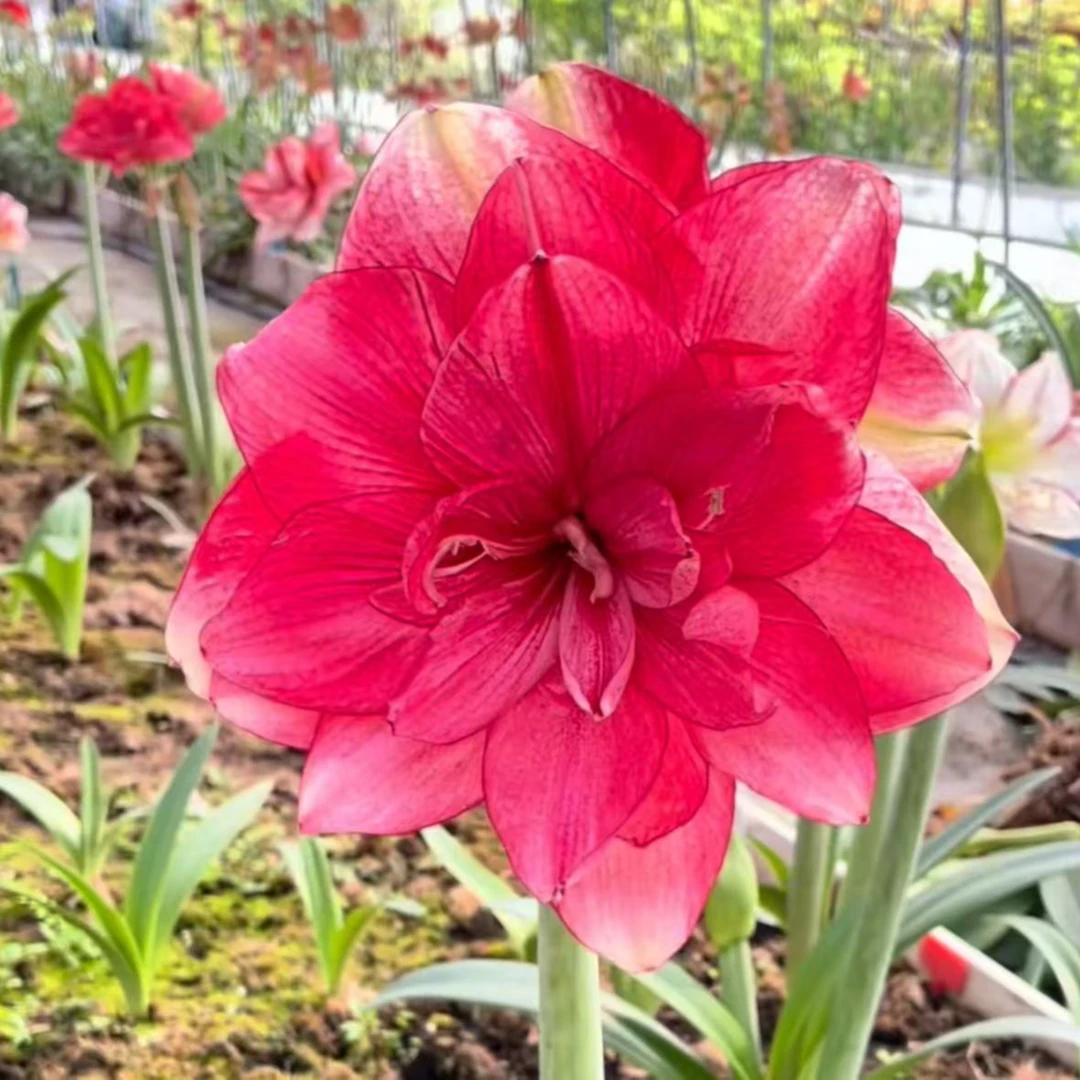 五分熟朱顶红 5.5厘米大球 【汤姆 】【闪亮】偏远地区100发货