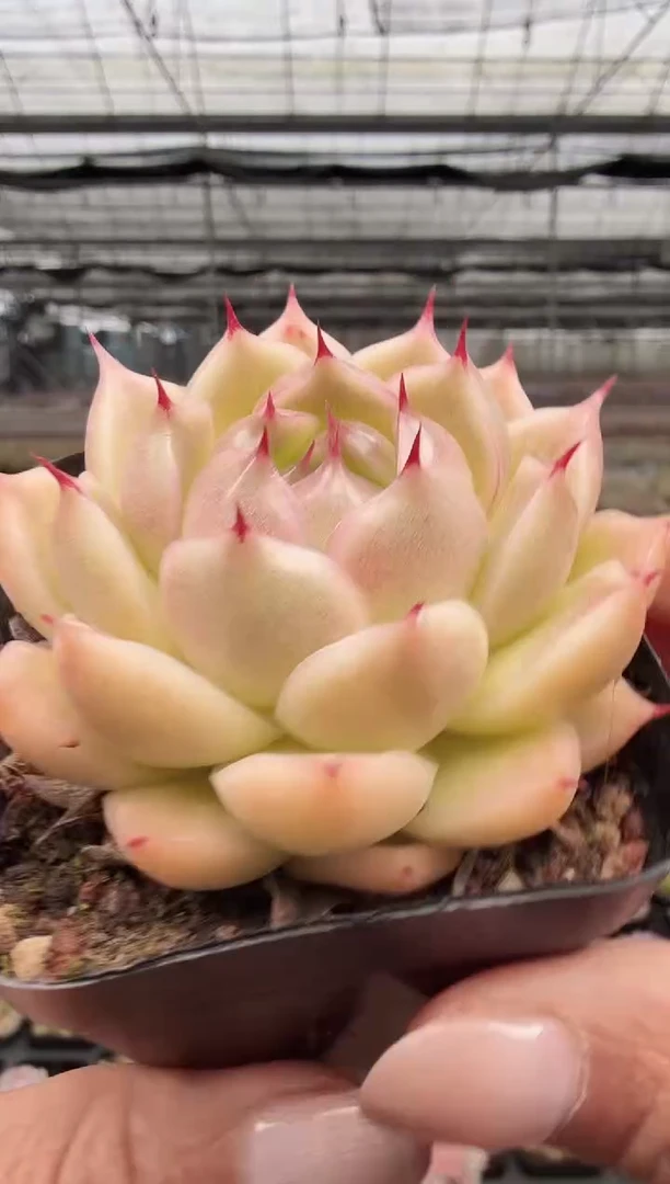 东云多肉园新款-207