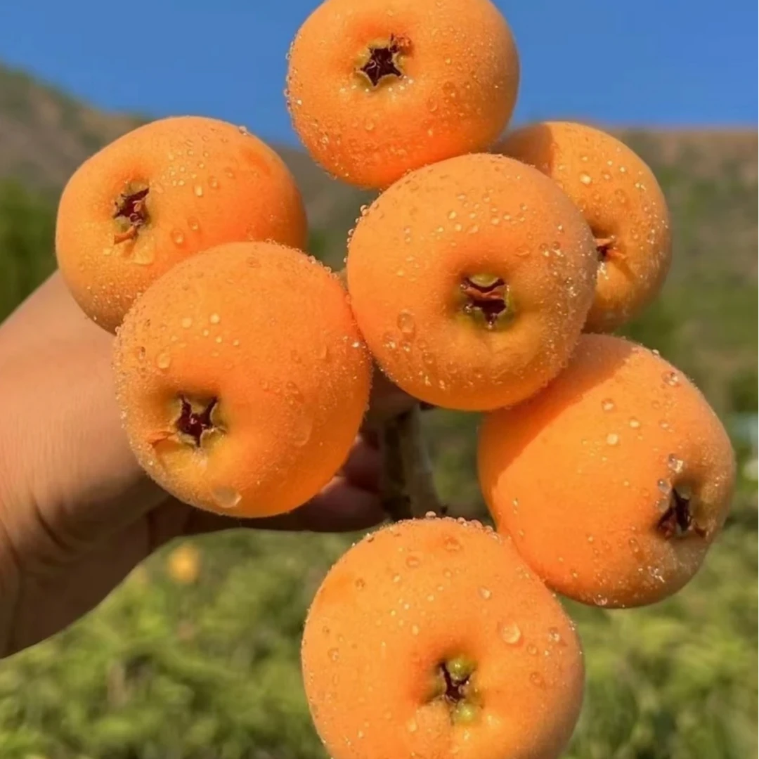 顺丰包邮云南永善大五星枇杷鲜果当季现摘皮薄多汁甜水果1/3/5斤