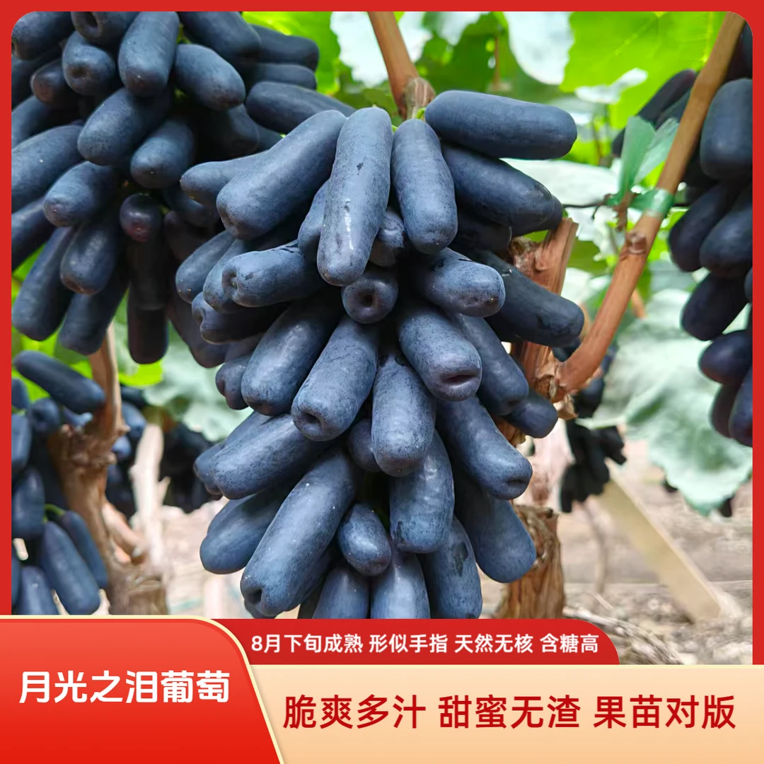 【月光之泪葡萄苗】中熟葡萄新品种 无核葡萄苗 大果葡萄苗  葡萄苗