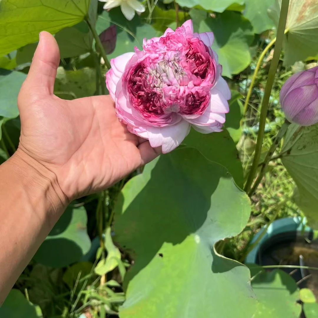 (并蒂莲)网红荷花并蒂莲适合池塘水缸花盆阳台种植观赏开花包对版