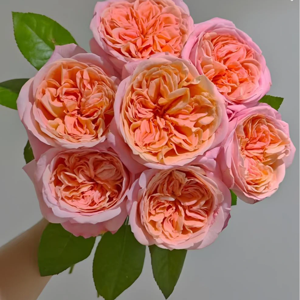 【滇灵花卉】伦敦眼玫瑰全场同地址任意2单包邮，发货后不支持退款