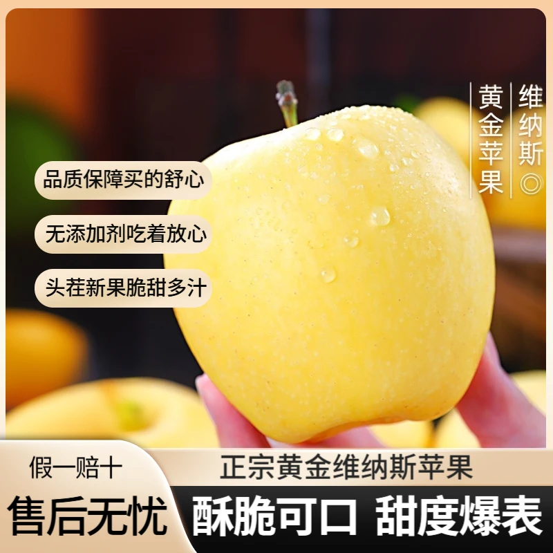 正宗黄金维纳斯苹果烟台产地冰糖维纳斯黄金苹果无酸纯甜送货上门