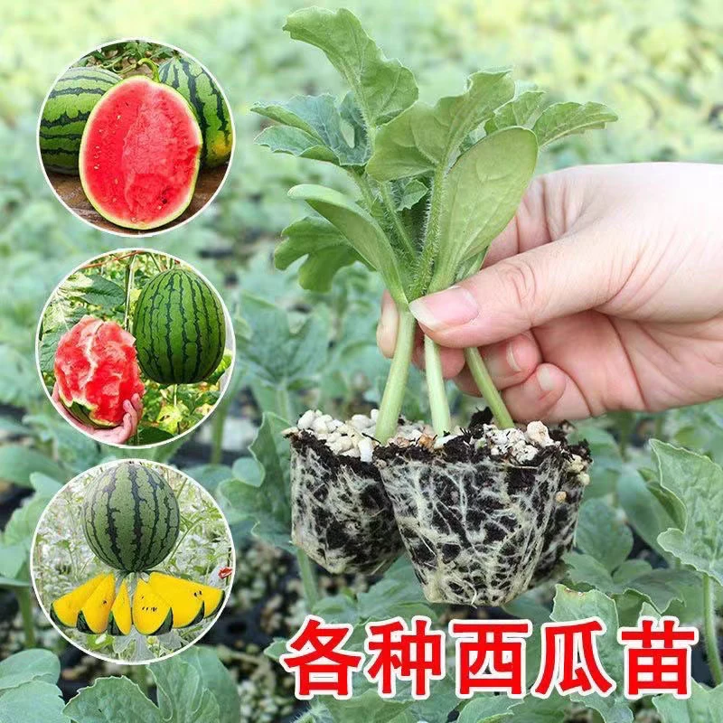 【9快9 10棵】精选西瓜瓜秧苗盆栽地栽四季阳台好养活
