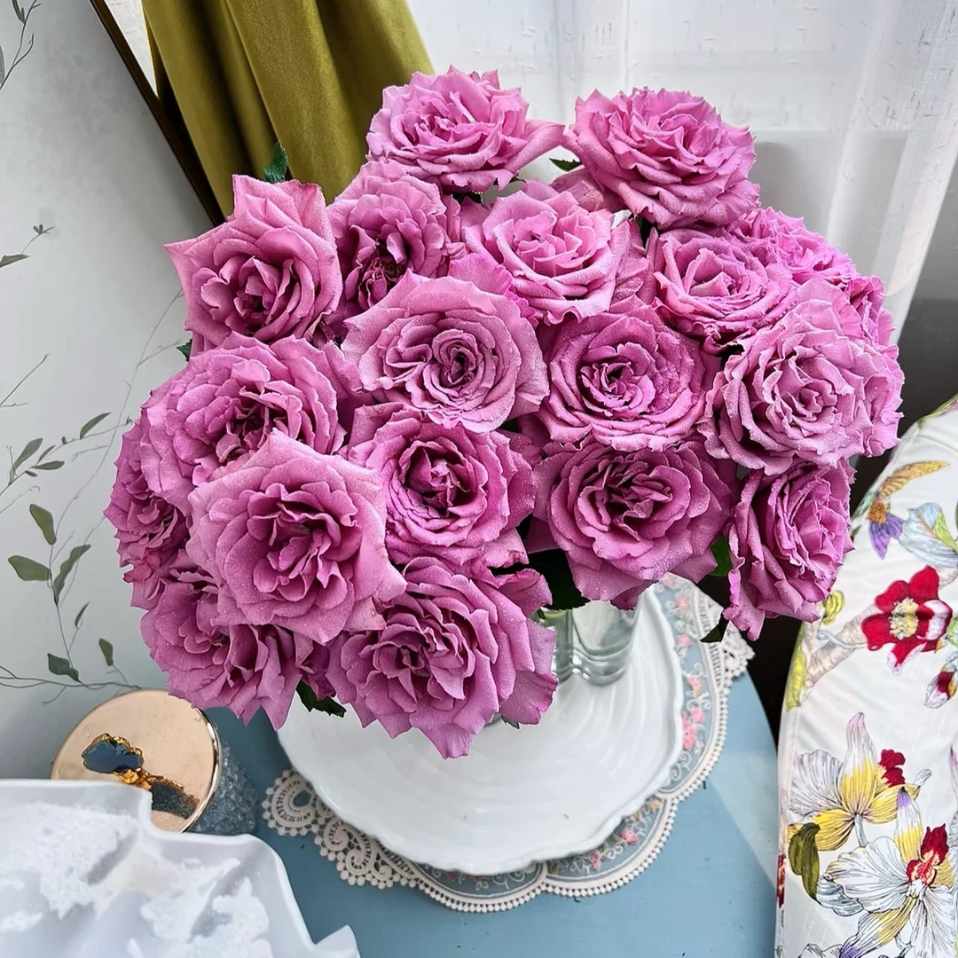 【云南基地直发】暮光之城玫瑰   云南鲜切花