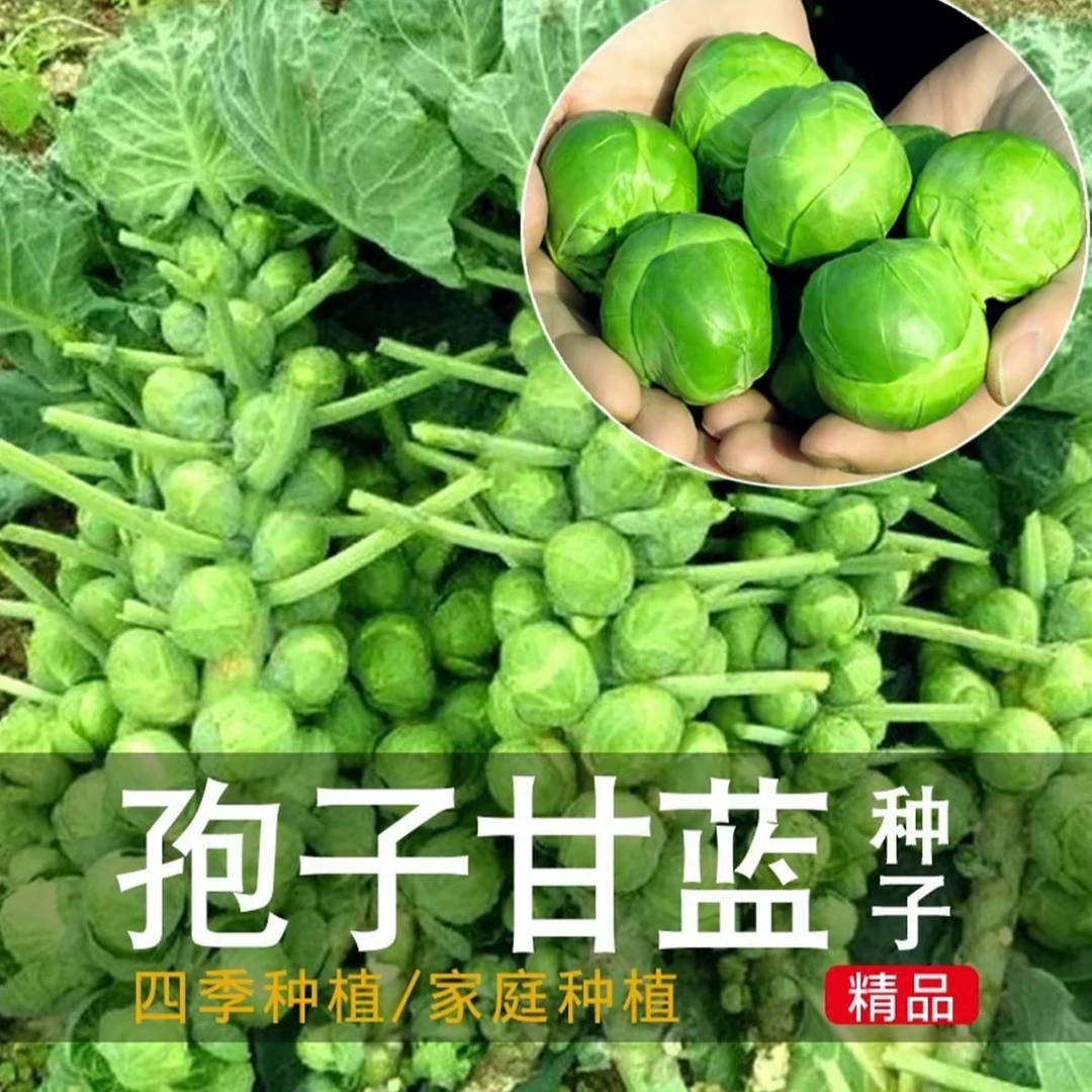 孢子甘蓝孢子甘蓝菜种子苗蔬菜种籽四季盆栽小院小包菜卷心蔬菜