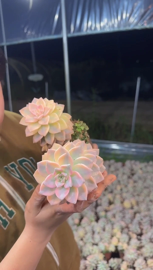多头淡雪锦9.99