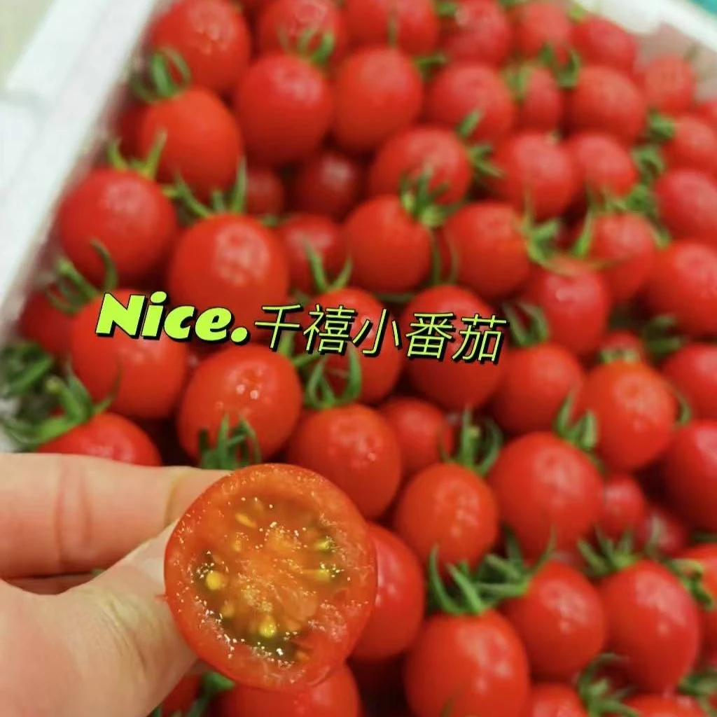 堪称宇宙第一美味爆汁的小甜甜-巨好吃的口感1箱毛重2-2.6斤圣女果云南省三亚市