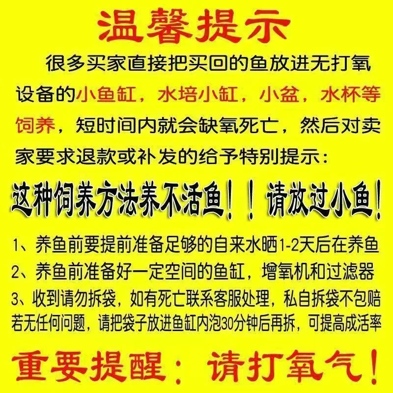 【14-17cm】红草1白金1黑金1共三条锦鲤金鱼观赏鱼好养耐活