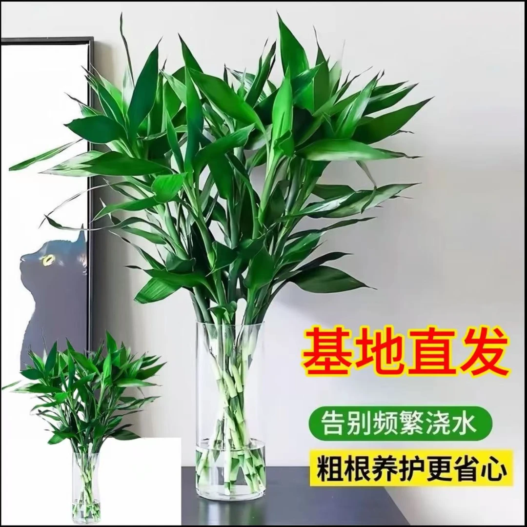 F【大叶70-80cm】海南精品富贵竹10枝大叶高档大气正宗水培盆栽