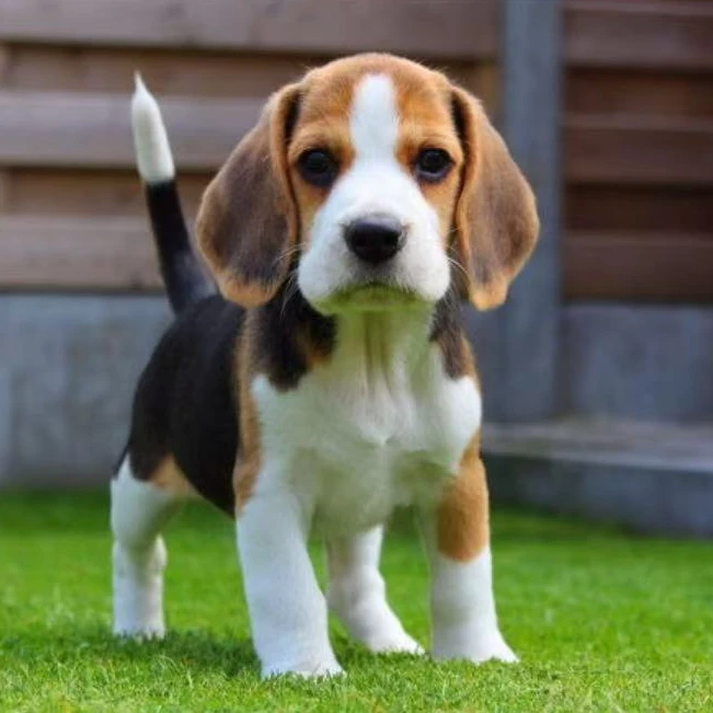 【毓秀赛级比格犬】精品比格犬 可爱西高地