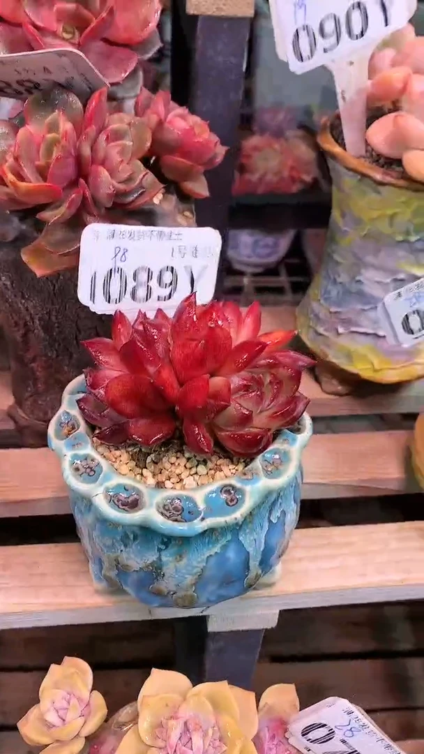 【闪购商品】089YYY