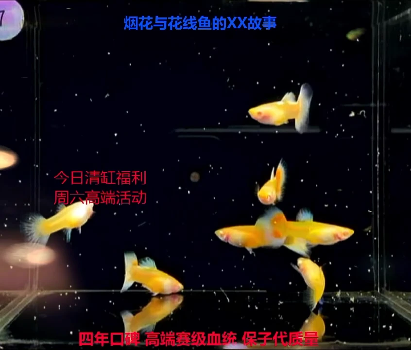 孔雀鱼高端血统练手2对加备损