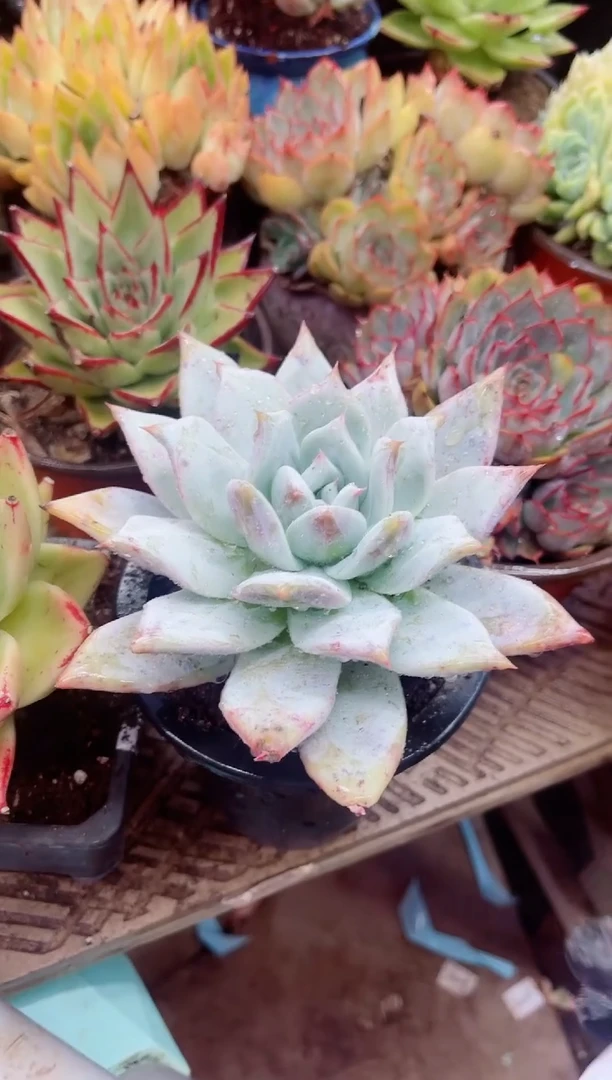 思*18043多肉植物一物一拍