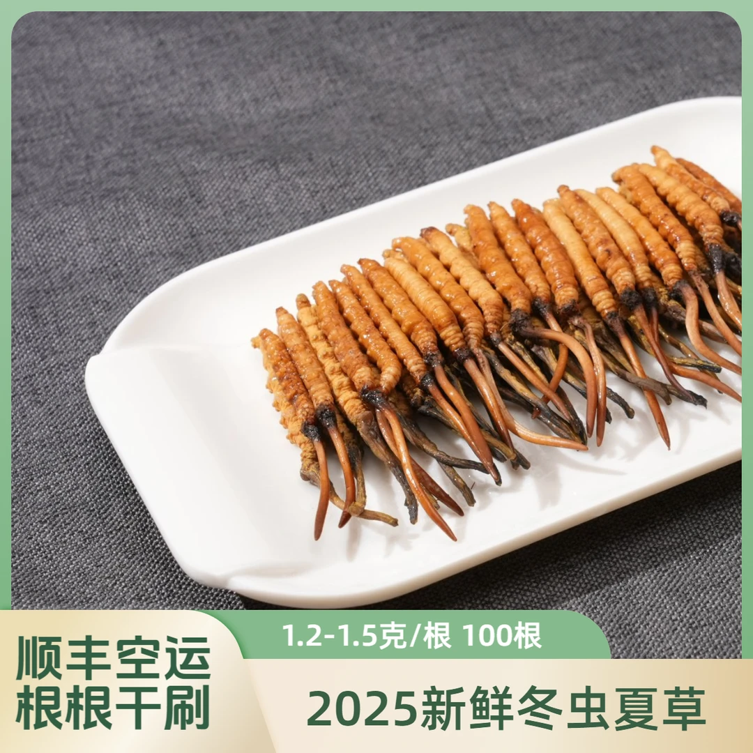 【玛朵专属】1.2-1.5克/根100根 2025新鲜冬虫夏草滋补品质送礼