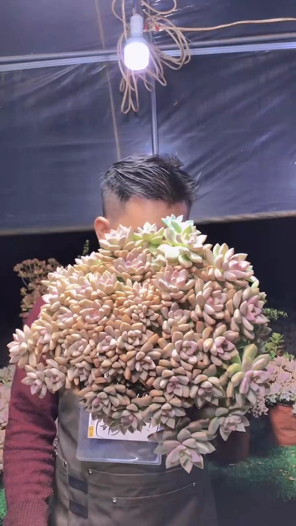 166淡雪缀化一物一拍