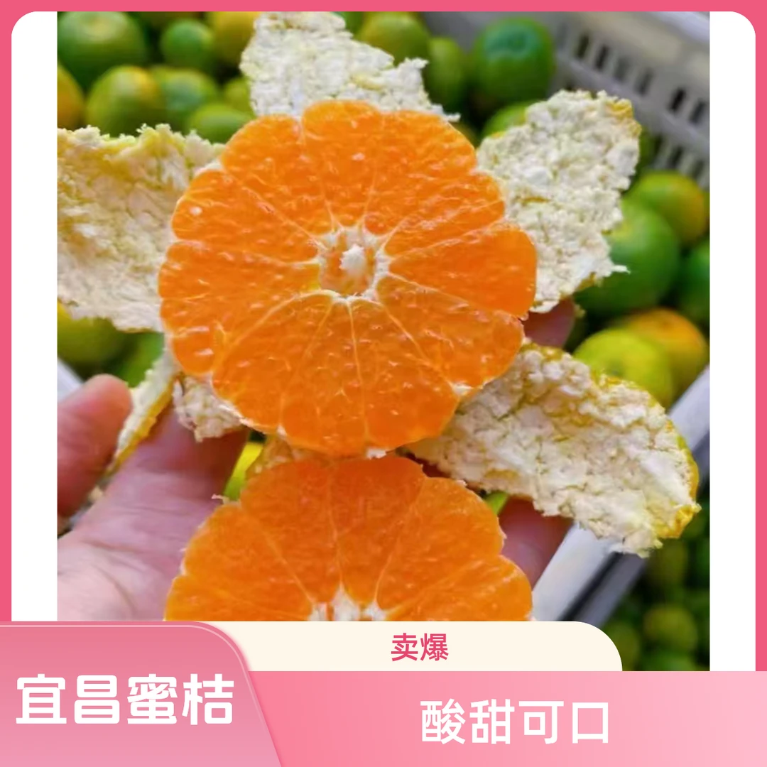 宜昌无籽蜜桔橘子薄皮多汁酸甜适中桔子蜜橘海阔天空