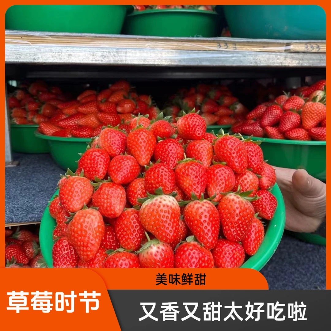 招牌甜宝宝草莓一盒约重500克（中果）